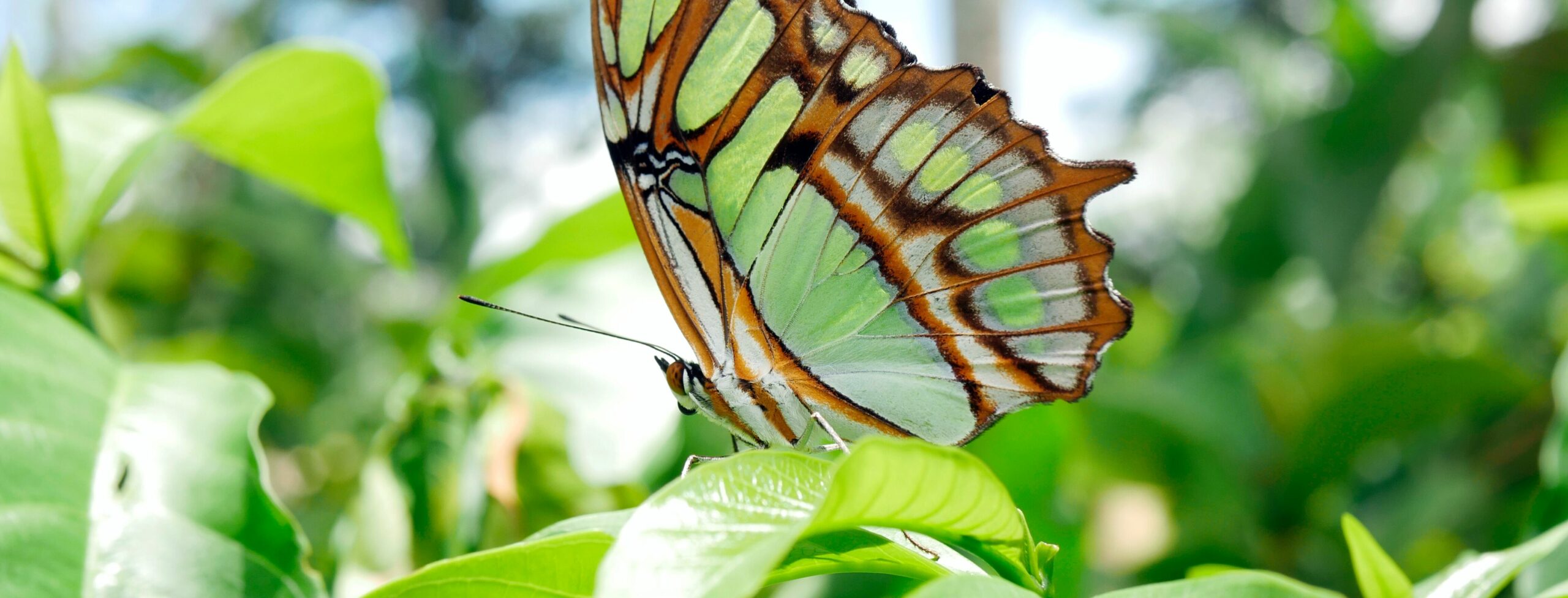 fotografia de natureza borboleta