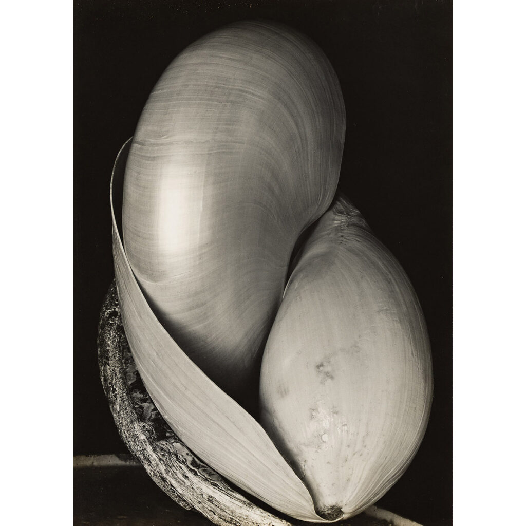 Edward Weston