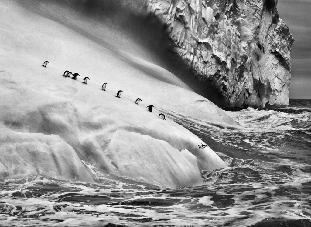 Sebastião Salgado - Penguins in Antarctica (2005) - Sebastião Salgado